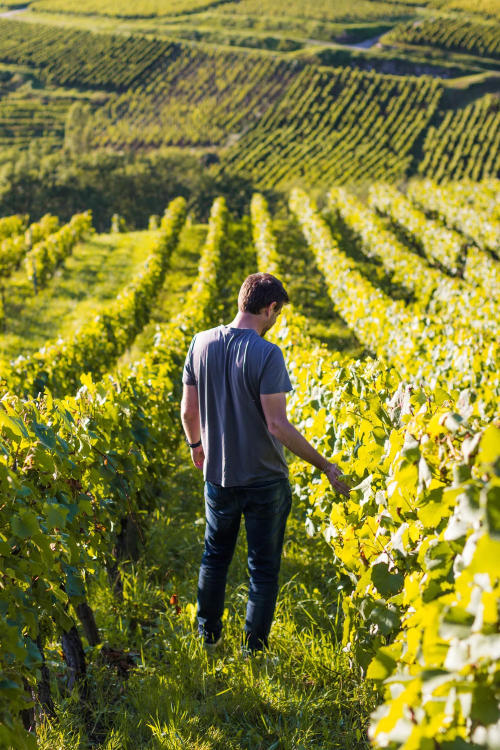 Maximilien Haïbi · Vignes du Beaujolais